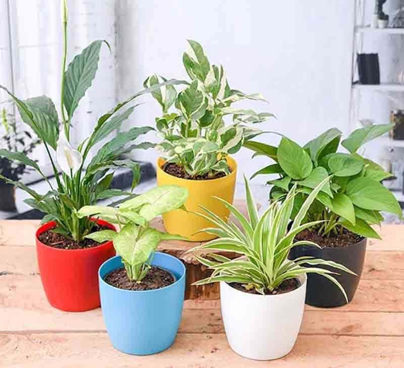 Piante Disinquinanti