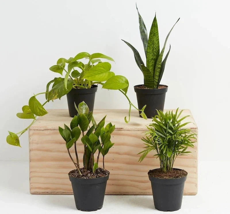 Piante Di Facile Manutenzione