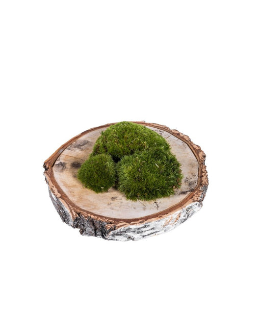 2 Sacchetti Da 3 Palline Di Muschio - Terrari