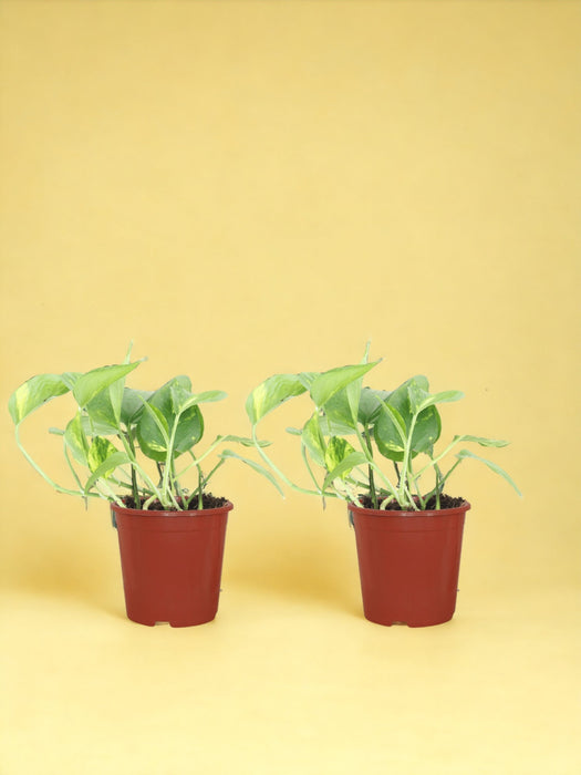 2X Epipremnum Aureum - Scindapsus - 20Cm - Ø12