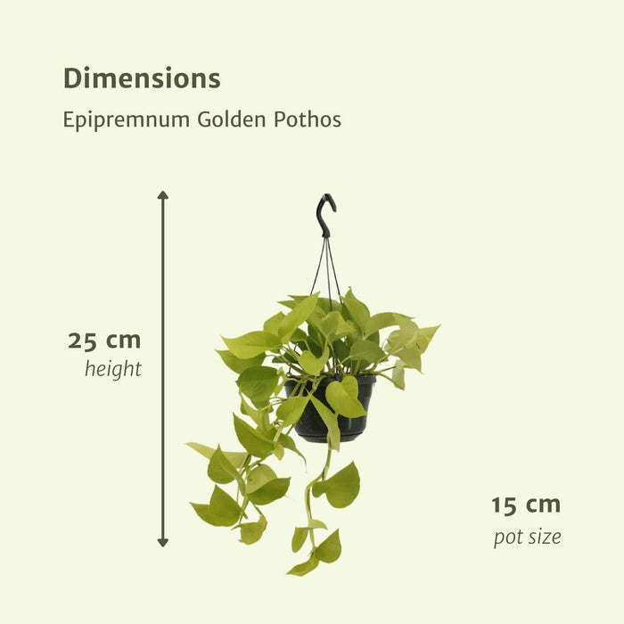 2X Epipremnum Golden Pothos - Scindapsus - 25Cm - Ø15