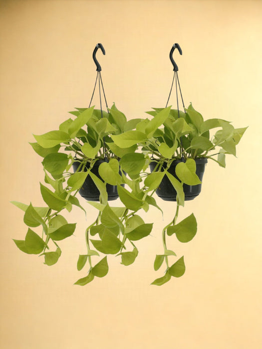 2X Epipremnum Golden Pothos - Scindapsus - 25Cm - Ø15