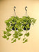 2X Epipremnum Golden Pothos - Scindapsus - 25Cm - Ø15