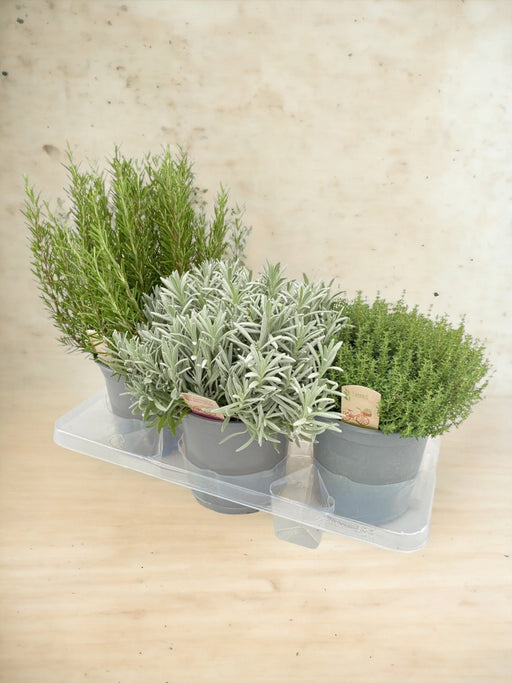 3 Erbe Aromatiche D18Cm H40Cm