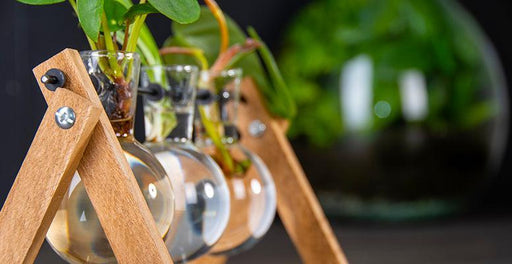 3 Vasi Per Idrocoltura, Base In Legno