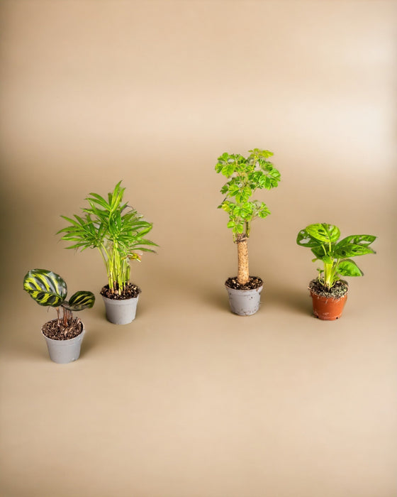 4 Piantine A Sorpresa