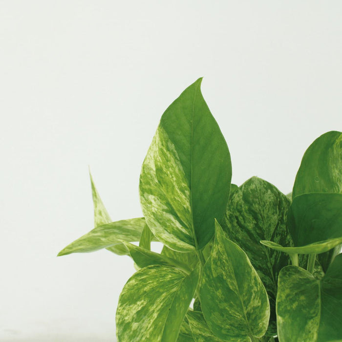 4X Regina In Marmo Epipremnum - Scindapsus - 15Cm - Ø12