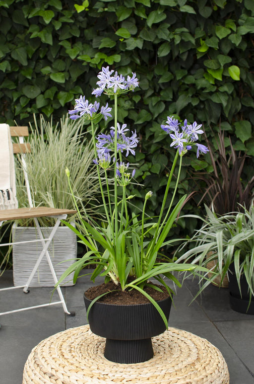 Agapanthus 'Charlotte' - ↨20Cm - Ø14 - Pianta Da Esterno