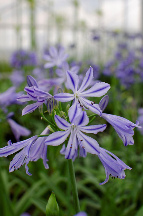 Agapanthus 'Charlotte' - ↨20Cm - Ø14 - Pianta Da Esterno