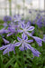 Agapanthus 'Charlotte' - ↨20Cm - Ø14 - Pianta Da Esterno