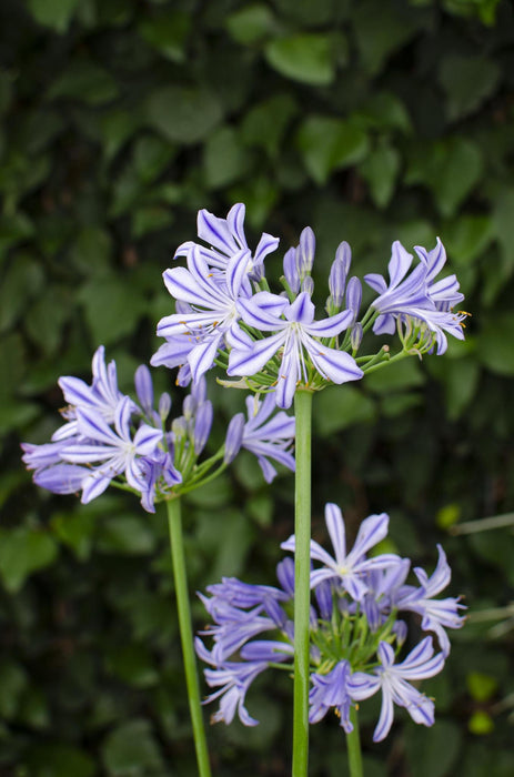 Agapanthus 'Charlotte' - ↨20Cm - Ø14 - Pianta Da Esterno