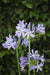 Agapanthus 'Charlotte' - ↨20Cm - Ø14 - Pianta Da Esterno