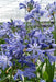 Agapanthus 'Charlotte' - ↨20Cm - Ø14 - Pianta Da Esterno