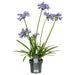 Agapanthus 'Charlotte' - ↨20Cm - Ø14 - Pianta Da Esterno