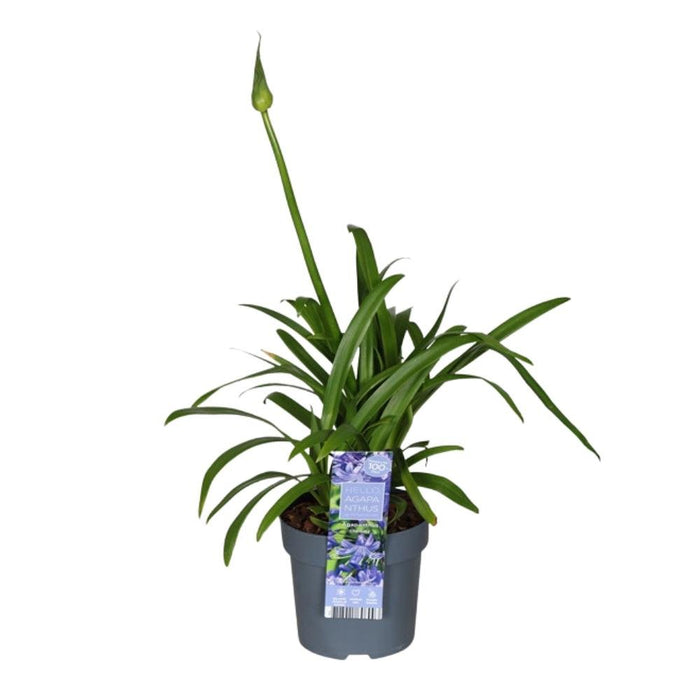 Agapanthus 'Charlotte' - ↨20Cm - Ø14 - Pianta Da Esterno