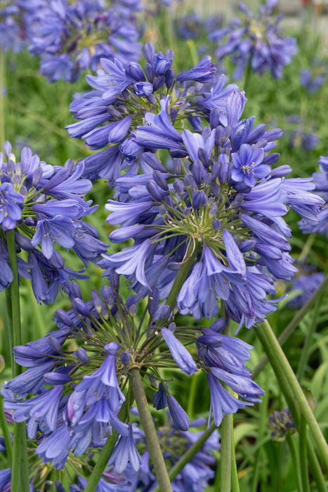 Agapanthus 'Ever Sapphire' - ↨30Cm - Ø19 - Pianta Da Esterno