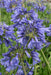 Agapanthus 'Ever Sapphire' - ↨30Cm - Ø19 - Pianta Da Esterno