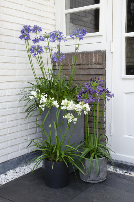 Agapanthus 'Ever Sapphire' - ↨30Cm - Ø19 - Pianta Da Esterno