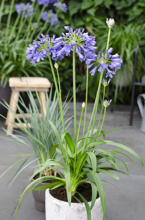 Agapanthus 'Ever Sapphire' - ↨30Cm - Ø19 - Pianta Da Esterno