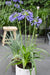 Agapanthus 'Ever Sapphire' - ↨30Cm - Ø19 - Pianta Da Esterno