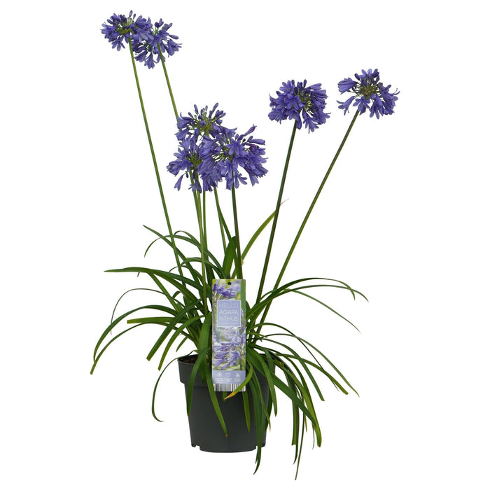 Agapanthus 'Ever Sapphire' - ↨30Cm - Ø19 - Pianta Da Esterno