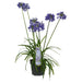 Agapanthus 'Ever Sapphire' - ↨30Cm - Ø19 - Pianta Da Esterno