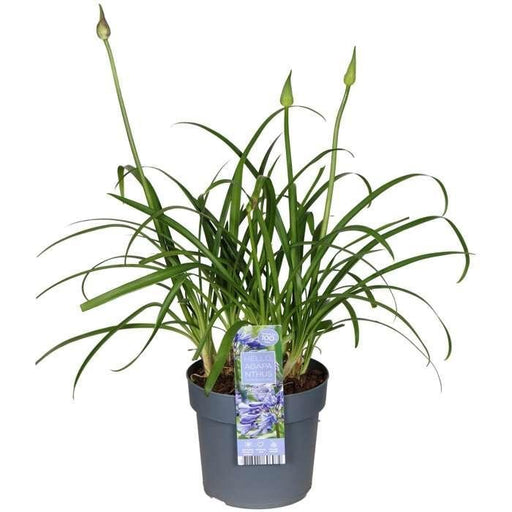 Agapanthus 'Ever Sapphire' - ↨30Cm - Ø19 - Pianta Da Esterno