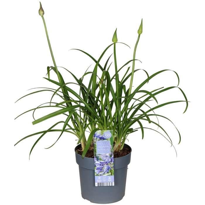 Agapanthus 'Ever Sapphire' - ↨30Cm - Ø19 - Pianta Da Esterno