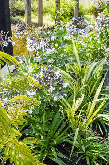 Agapanthus 'Fireworks' - ↨20Cm - Ø14 - Pianta Da Esterno Fiorita