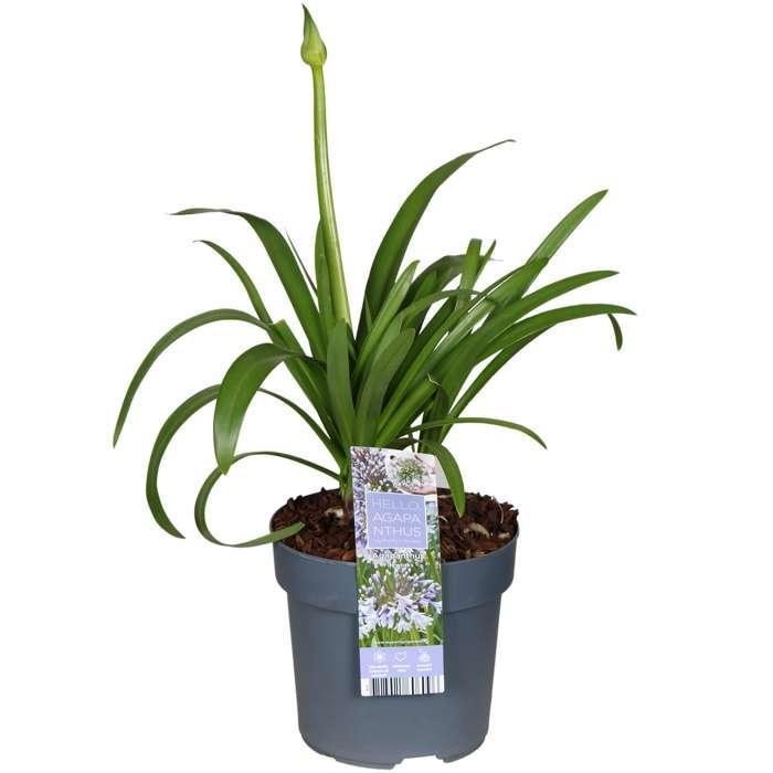 Agapanthus 'Fireworks' - ↨20Cm - Ø14 - Pianta Da Esterno Fiorita