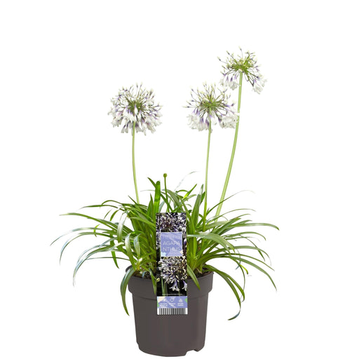 Agapanthus 'Fireworks' - ↨20Cm - Ø14 - Pianta Da Esterno Fiorita