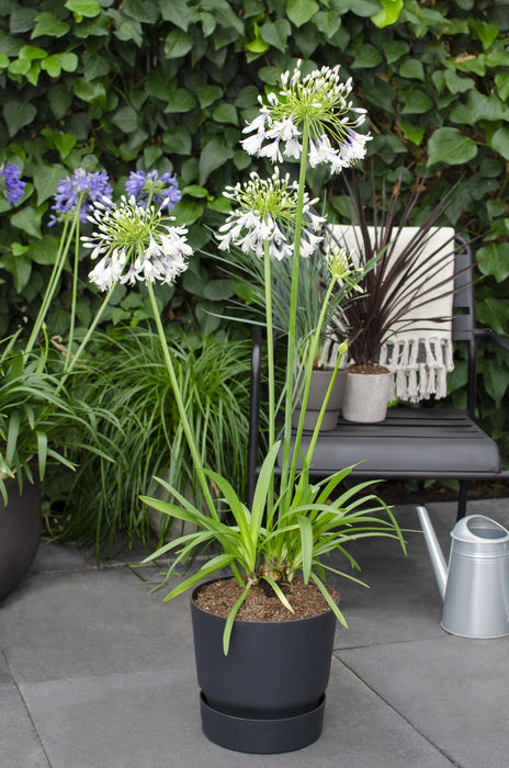 Agapanthus 'Fireworks' - ↨40Cm - Ø23 - - Pianta Da Esterno Fiorita