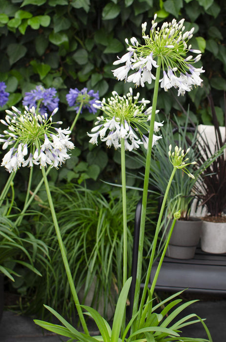 Agapanthus 'Fireworks' - ↨40Cm - Ø23 - - Pianta Da Esterno Fiorita