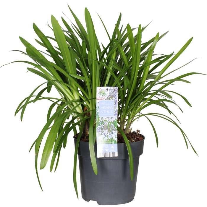 Agapanthus 'Fireworks' - ↨40Cm - Ø23 - - Pianta Da Esterno Fiorita