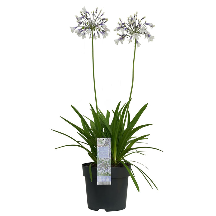 Agapanthus 'Fireworks' - ↨40Cm - Ø23 - - Pianta Da Esterno Fiorita