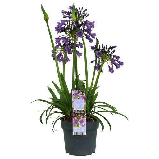 Agapanthus 'Poppin Purple' - ↨30Cm - Ø19 - Pianta Da Esterno Fiorita