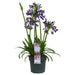 Agapanthus 'Poppin Purple' - ↨30Cm - Ø19 - Pianta Da Esterno Fiorita