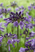 Agapanthus 'Poppin Purple' - ↨30Cm - Ø19 - Pianta Da Esterno Fiorita