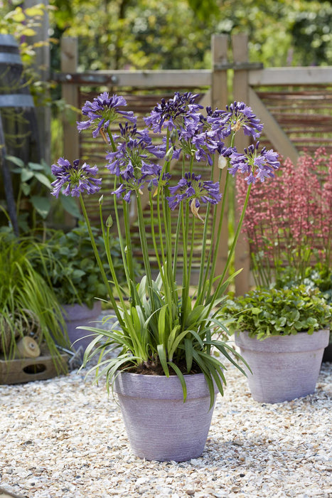 Agapanthus 'Poppin Purple' - ↨30Cm - Ø19 - Pianta Da Esterno Fiorita