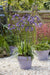 Agapanthus 'Poppin Purple' - ↨30Cm - Ø19 - Pianta Da Esterno Fiorita