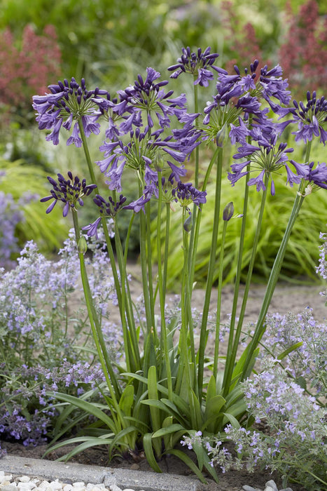 Agapanthus 'Poppin Purple' - ↨30Cm - Ø19 - Pianta Da Esterno Fiorita