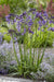 Agapanthus 'Poppin Purple' - ↨30Cm - Ø19 - Pianta Da Esterno Fiorita