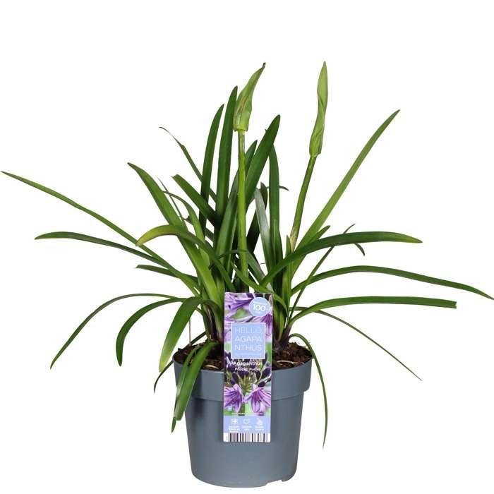 Agapanthus 'Poppin Purple' - ↨30Cm - Ø19 - Pianta Da Esterno Fiorita
