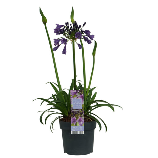 Agapanthus 'Poppin Purple' - ↨30Cm - Ø19 - Pianta Da Esterno Fiorita