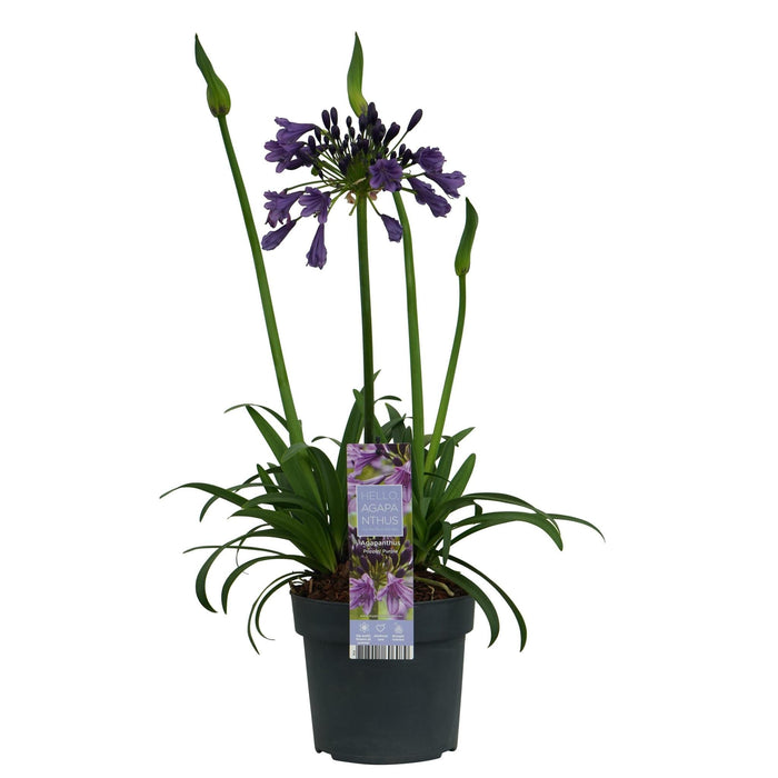 Agapanthus 'Poppin Purple' - ↨30Cm - Ø19 - Pianta Da Esterno Fiorita