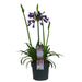 Agapanthus 'Poppin Purple' - ↨30Cm - Ø19 - Pianta Da Esterno Fiorita