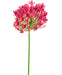 Agapanthus Rosa Artificiale