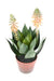 Agave Artificiale Da Fioritura In Vaso 50Cm Verde