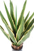 Agave Artificiale Indoor Outdoor 80Cm Verde Giallo