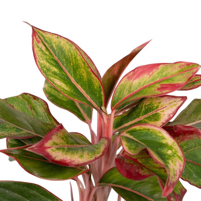 Aglaonema Creta